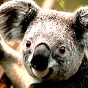 Саша Соловев