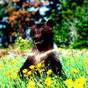 Евгений Комухин