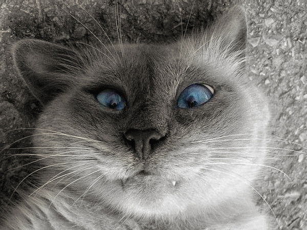 Валерий Дубровский