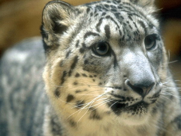 Марат Мусанапов