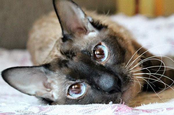 Мадам Адамова