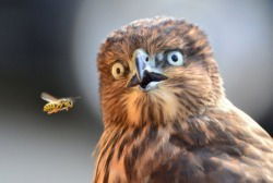 Алекс Айвазов