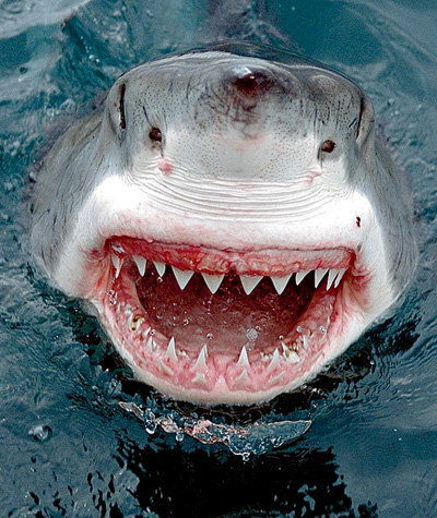 Лада Серебрянская