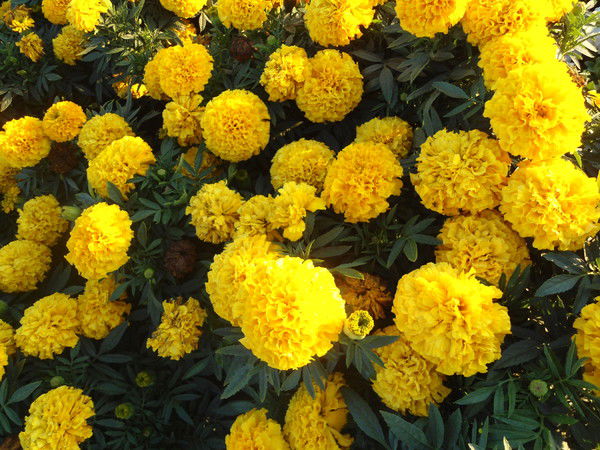 Ирина Куницина