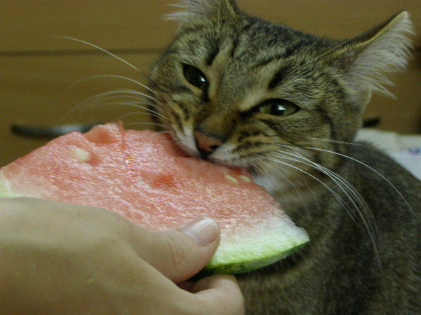 Марина Горшенина