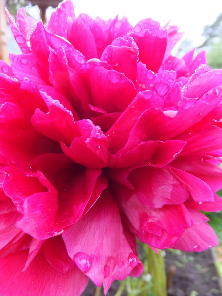 Наталья Кедрова