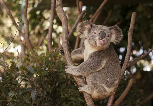 Алёна Коала