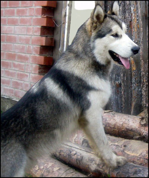 Маша Абакумова