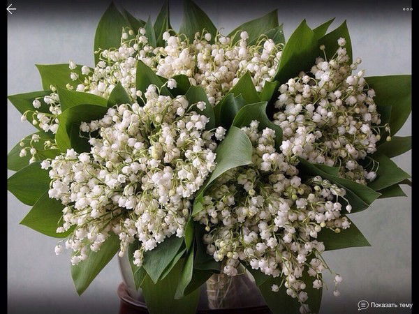 Оля Михайлина