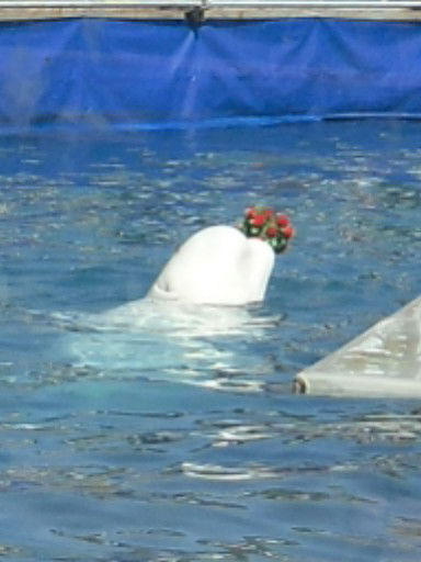 Ольга Махрова