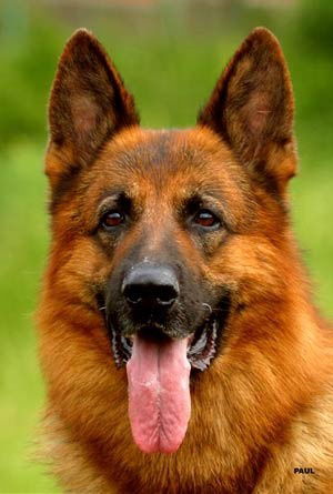 Слава Корягин