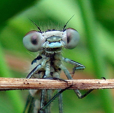 Светлана Ревякова