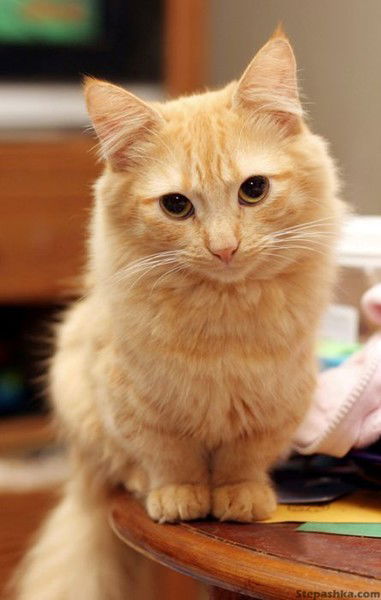 Андреевич С