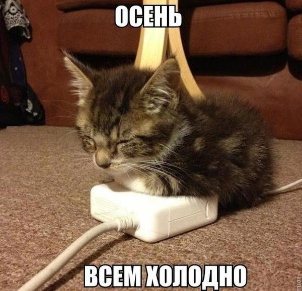 Юлия Цветкова