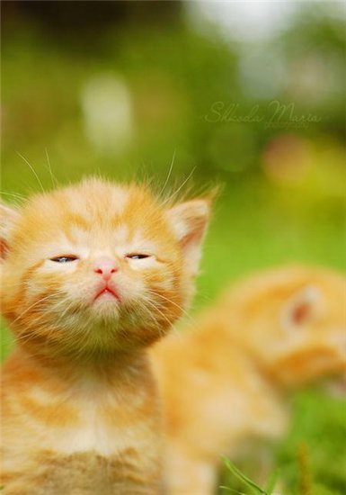 Игнатова Юлия