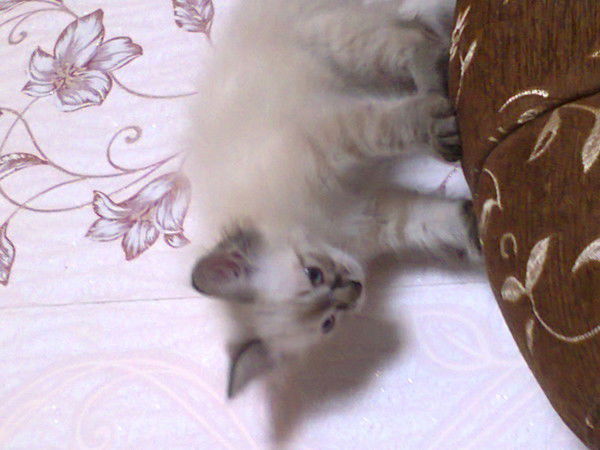 Елена Хомякова