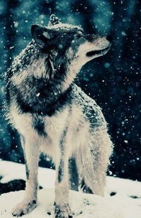 Борис Дронов