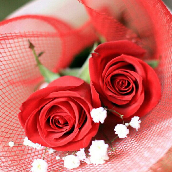 Mika Dina Aika Druzya