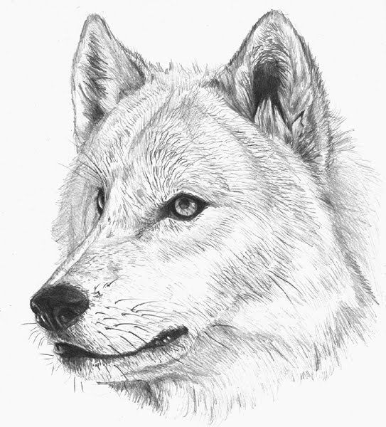 Abdurahman Kudaynetov