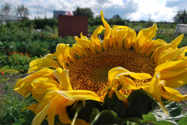 Тамара Зубарева