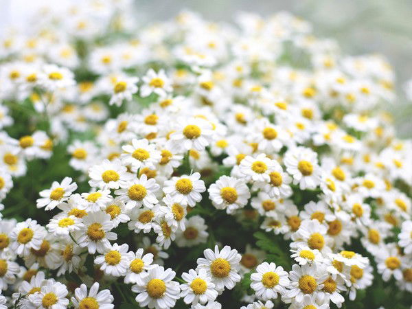 Людмила Безродная