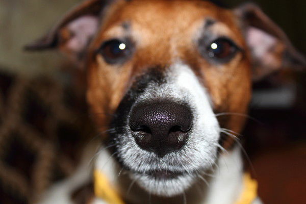 Евгений Свидлов