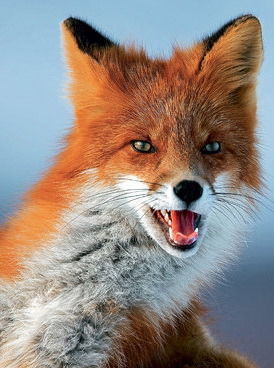 Ольга Пастушенко