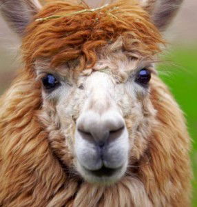 Галина Козлова