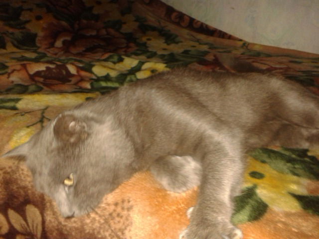 Олег Пустовалов