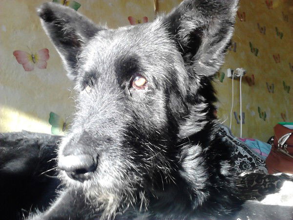 Люся Канарейкина