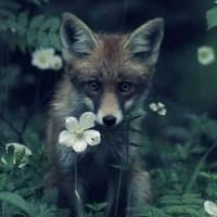 Саша Волкин