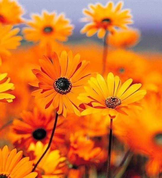 Алия Куанышбаева