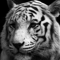 Сергей Гондаренко