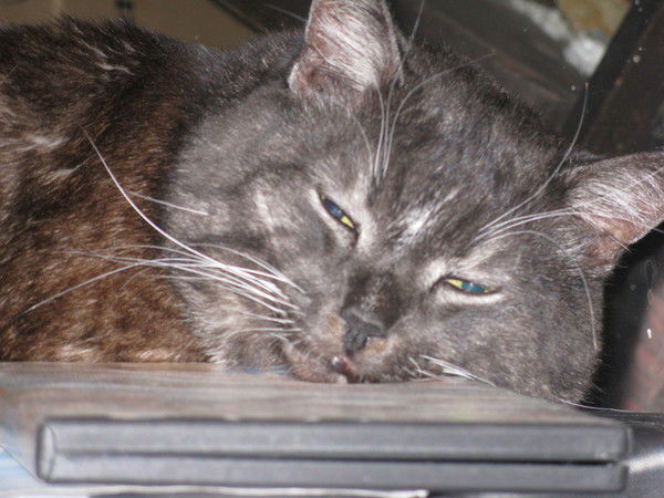 Александр Бадрединов