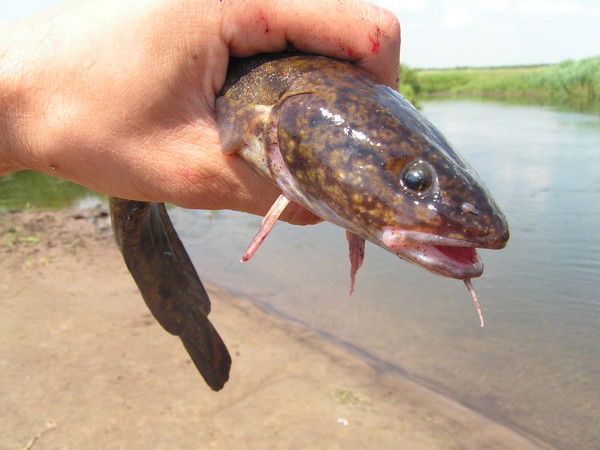 Андрей Бунько