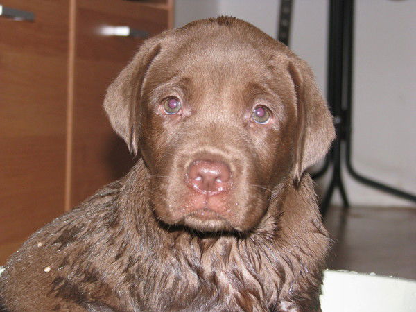 Алексей Алексей