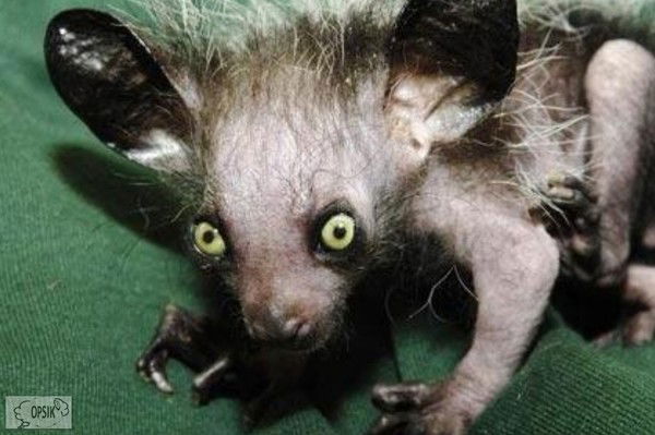 Федор Садохов