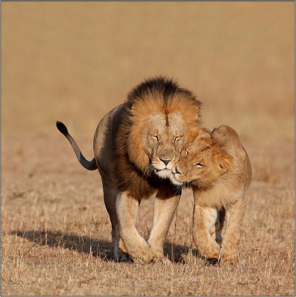 Владимир Мошенец