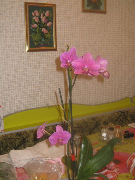 Galina Садыкова