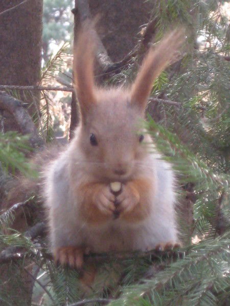 Петр Золотов