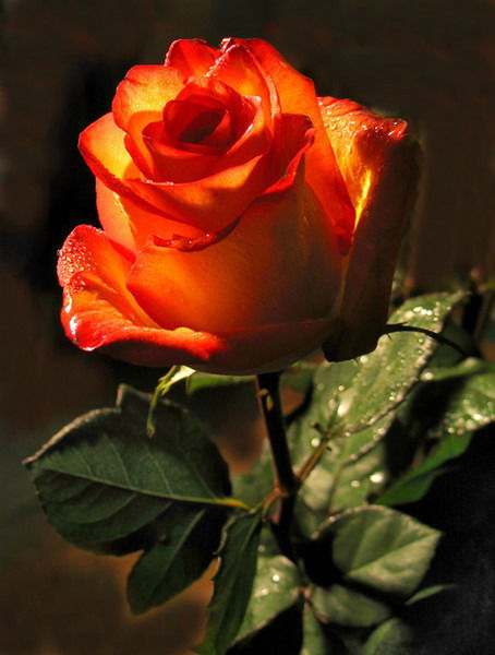 Сш 8 Бухгалтерия