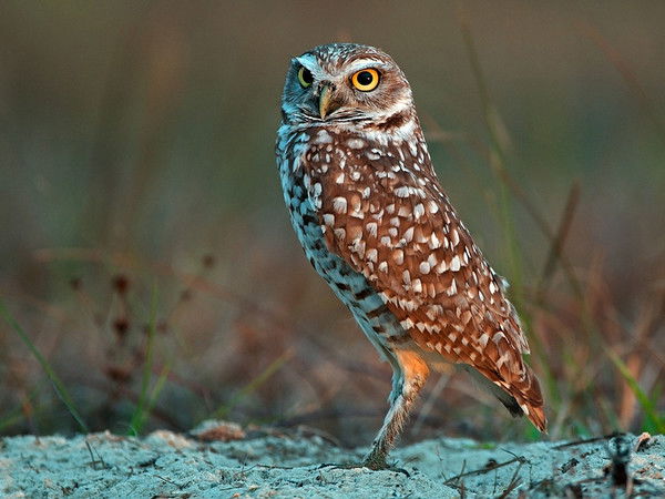 Медет Моминов