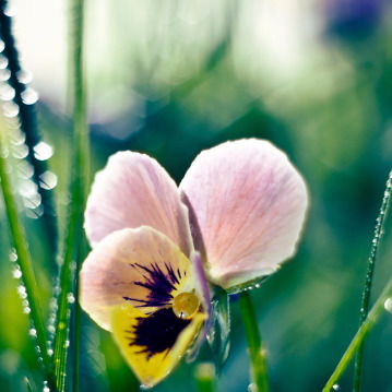 Наталья Метошоп