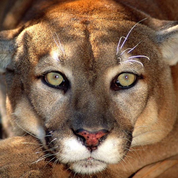 Евгений Шведов