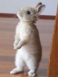 Яна Яппарова