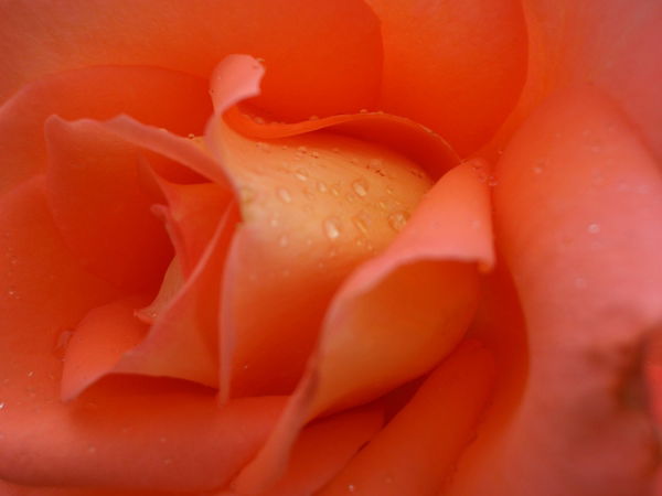 Ольга Тушевская