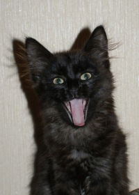 Максим Дубровский