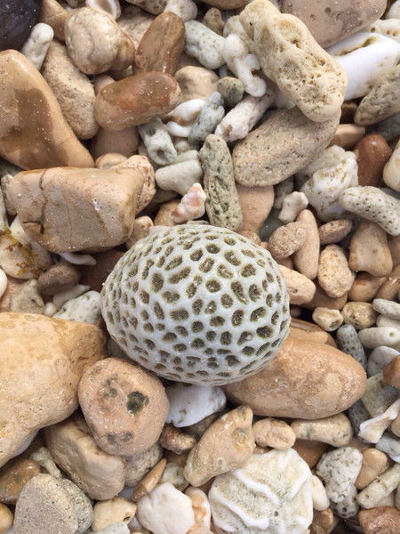 Елена Петушкова