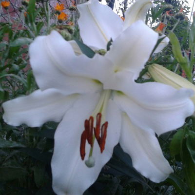 Полина Берданосова