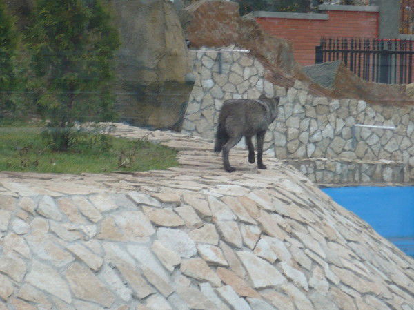 Вася Васичкин